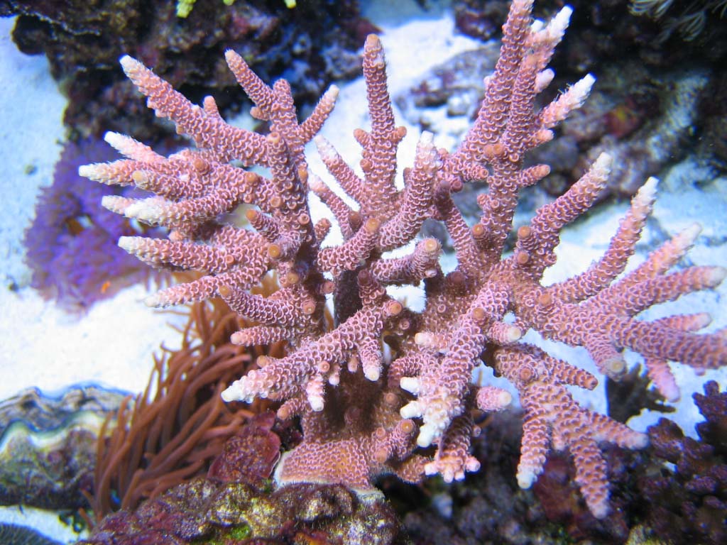 Acropora millepora